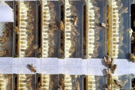 raatcassettes bijenhuis