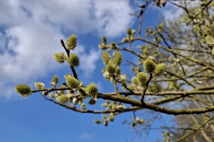 vrouwelijke boswilg