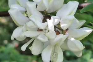 acaciabloem