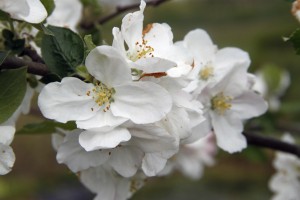 appel